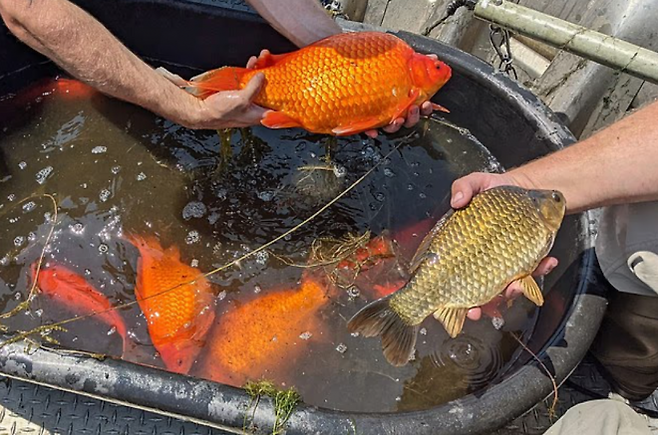 미국 미네소타주 미니애폴리스의 코넬리아 호수에서 건진 돌연변이 금붕어