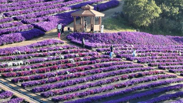 23일 거창군 감악산 정상과 별바람언덕에서 '제5회 감악산 꽃별여행'이 열렸다. 이날 방문한 시민들이 정상에 핀 애스터 꽃을 감상하고 있다. 축제는 내달 12일까지 열린다. /김연수 기자