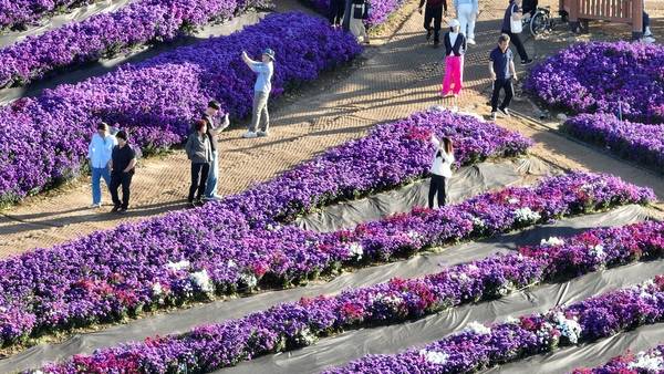 23일 거창군 감악산 정상과 별바람언덕에서 '제5회 감악산 꽃별여행'이 열렸다. 이날 방문한 시민들이 정상에 핀 애스터 꽃을 감상하고 있다. 축제는 내달 12일까지 열린다. /김연수 기자