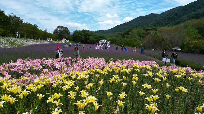 인제 가을꽃축제가 27일 북면 용대관광지 일원에서 개막한다. 사진은 지난해 열린 축제 현장 모습. 인제군 제공