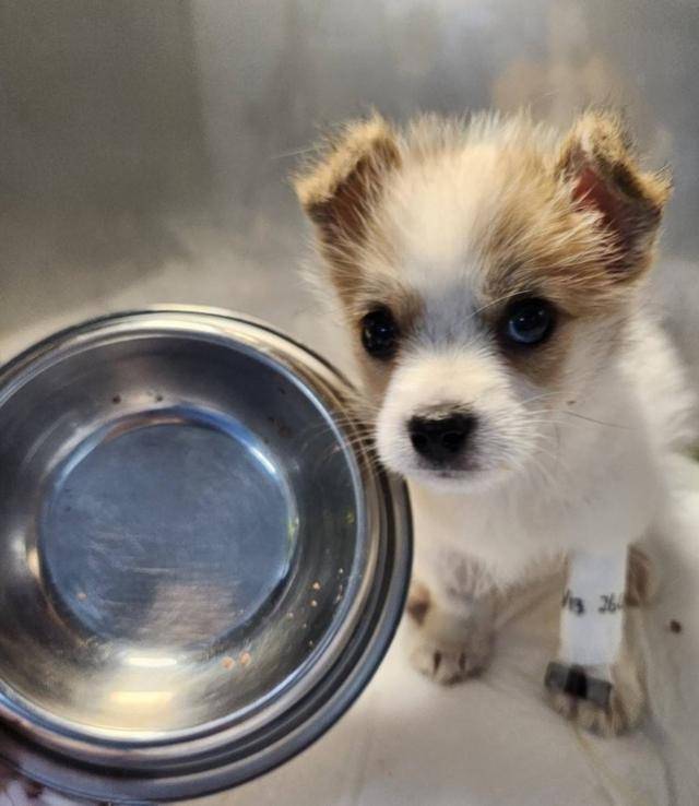 완밥한 강쥐만이 할 수 있는 강렬한 눈빛