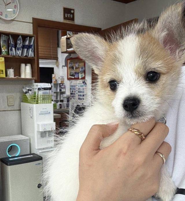 망고는 어디가나 언니에게 착붙~