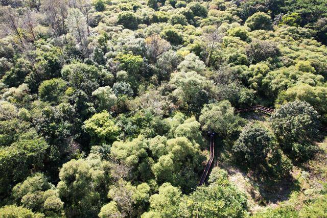 전북 고창군 운곡습지에는 버드나무와 은사시나무를 비롯해 다양한 수목이 밀림을 이루고 있다. 한국일보 자료사진