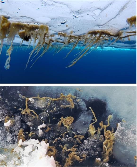 북극 해빙 바닥에 붙어 있는 해빙미세조류(위)와 해빙이 녹은 후 바다로 떨어져 나간 해빙미세조류(아래). [사진=극지연구소]