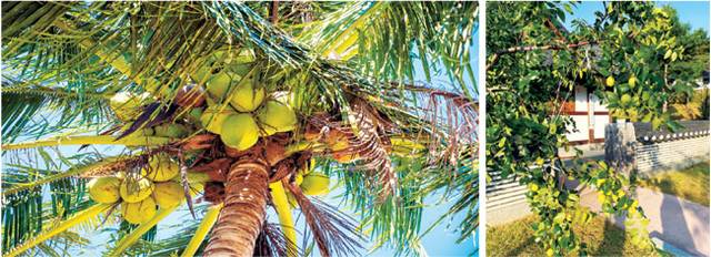 대추야자(왼쪽 사진)와 대추(오른쪽)는 이름이 비슷하지만 맛과 성질이 전혀 다른 식재료이다.   게티이미지·정주영 촬영