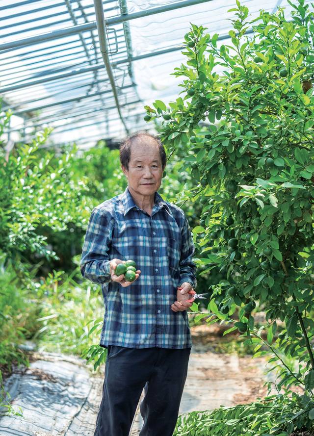 10년 넘게 칼라만시와 라임을 친환경 재배하고 있는 박선조 씨.