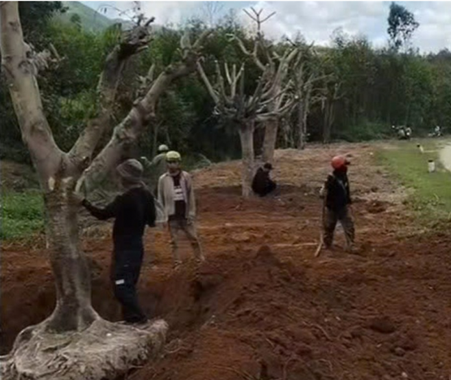 아내가 교통 사고를 당한 도로 인근 1km 구간에 왕벚나무 수십 그루를 심었다. 24h.com.vn