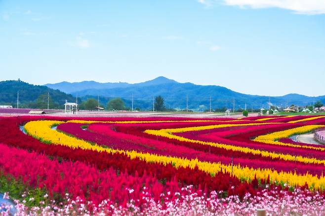 줄지어 자리 잡고 있는 형형색색의 맨드라미가 눈을 사로잡는다