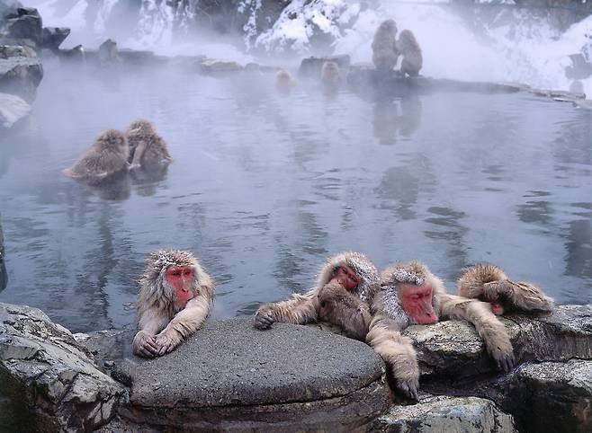 지고쿠다니 야생 원숭이 공원