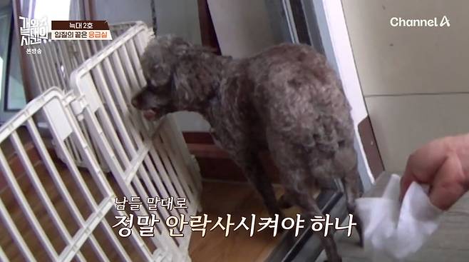 사진=채널A '개와 늑대의 시간'