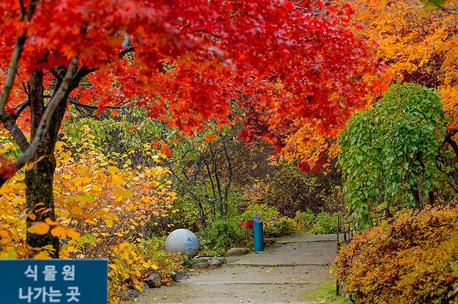 ▲ 국립한국자생식물원