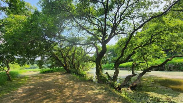 우포늪 왕버들의 잔가지가 옆으로 뻗어 다시 하나의 나무로 자란 모습이다.