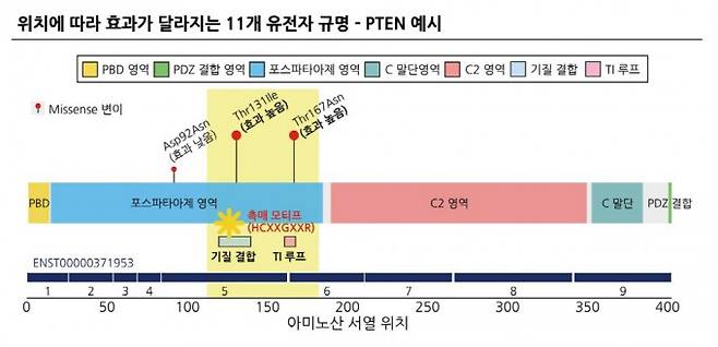 변이 위치에 따라 증상이 달라지는 PTEN 유전자의 예시. 변이가 효소 핵심 기능 부위인 131번과 167번에 있으면 다른 부위에 있을 때보다 자폐 증상이 심해진다. 분당서울대병원 제공.