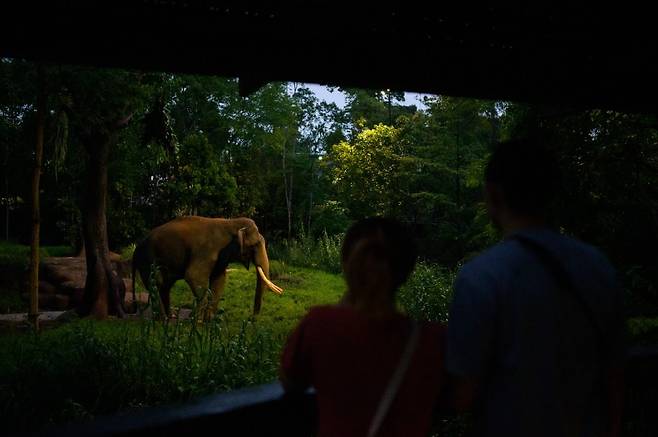 어둠이 깔린 후 나이트사파리에서 만날 수 있는 코끼리 차왕과 아시안 황소. /Mandai Wildlife Group