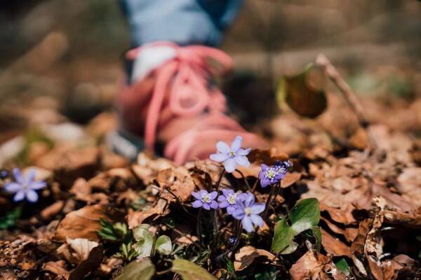 등산로를 벗어나면 희귀 식물을 해칠 위험이 있다. 사진 율리안 론