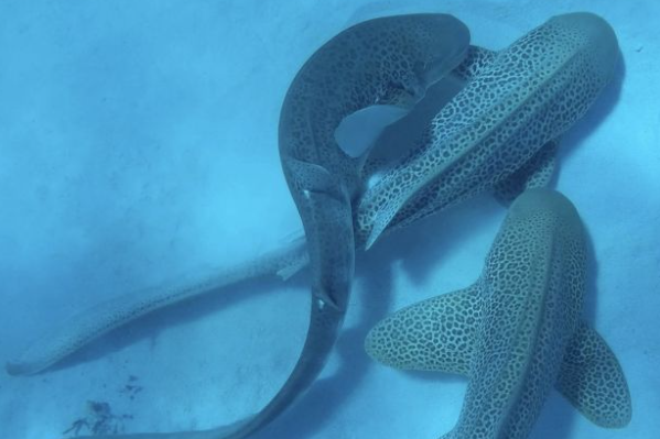 호주 선샤인코스트대 후고 라수스 박사는 퀸즐랜드 해안 서쪽에 있는 프랑스령 뉴칼레도니아 해안에서 스노클링 조사 중 야생 표범상어 세 마리가 동시에 짝짓기하는 것을 발견하고 이를 촬영하는데 성공했다. 라수스 박사 제공