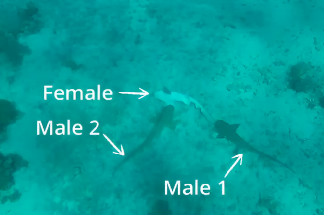 ‘동물행동학’ 저널(Journal of Ethology)