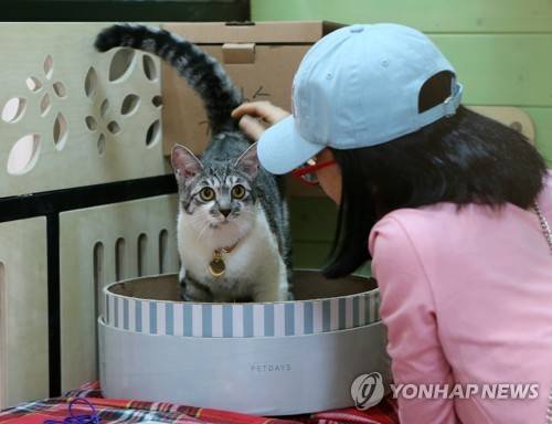 2019년 5월3일 경기도 고양시 일산 킨텍스에서 열린 '서울캣쇼' 전시장 한편에 마련된 유기묘 쉼터에서 자원봉사자가 유기묘를 돌보고 있다.[연합뉴스 자료사진]