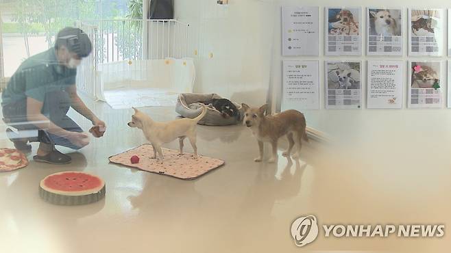 "명절 유기견 줄이자"…지자체 돌봄쉼터 마련 (CG) [연합뉴스TV 제공]