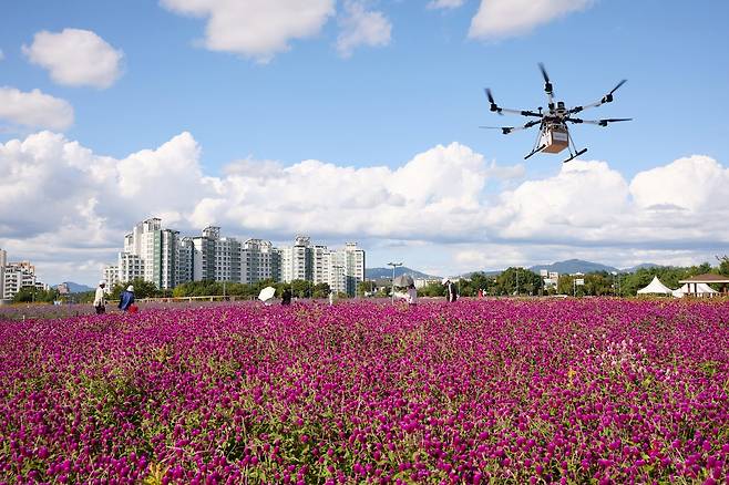 천만송이 천일홍축제가 열리는 양주시 나리농원 [양주시 제공. 재판매 및 DB 금지]