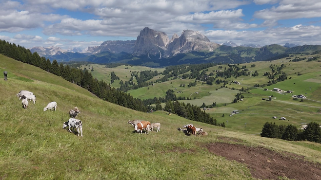 알페 디 시우시 전경. 사진=제주MBC.