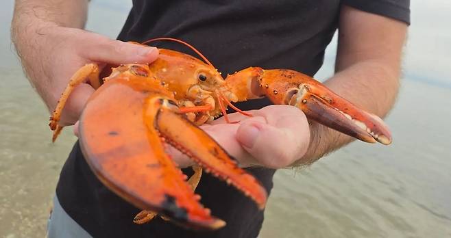 3000만분의 1 확률로 발견되는 오렌지색 희귀 바닷가재. 사진=Humane Long Island