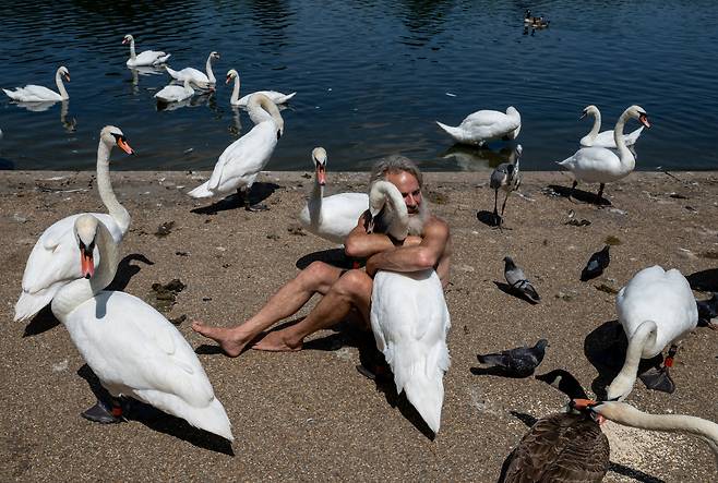 영국 런던 하이드파크 서펜타인 연못의 백조들. 사진은 기사와 직접적인 관련 없음. 로이터=연합뉴스