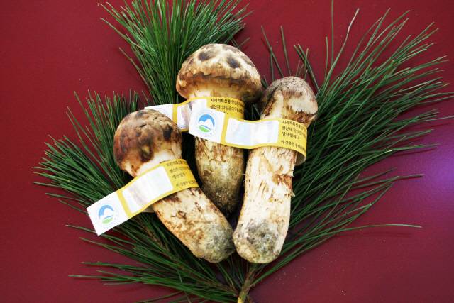▲ 공판을 거친 양양송이는 등급 별로 금색, 은색, 동색, 주황색의 띠지를 둘러 판매된다.