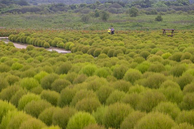 연천 임진강댑싸리정원. <사진=경기관광공사>