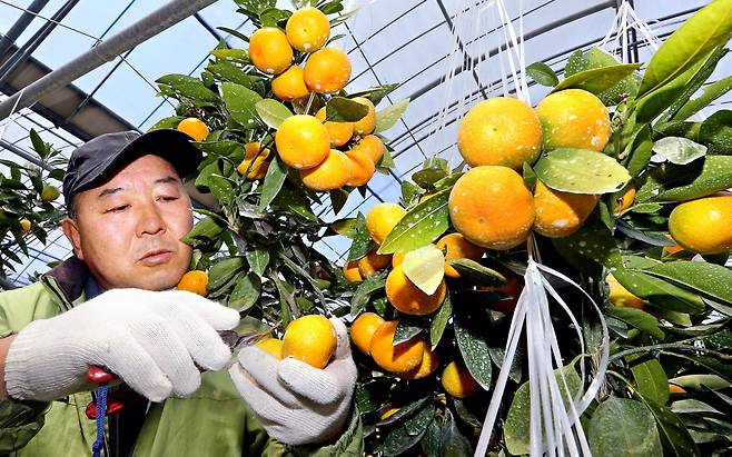 제주도 서귀포시에 있는 한 농가에서 노랗게 익은 감귤을 수확하고 있다.  연합뉴스