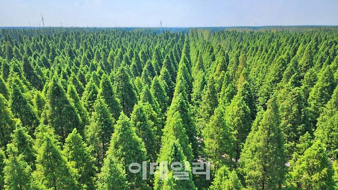 후앙하이 선린 궁위안 선린즈예에서 바라본 거대한 메타세쿼이어 숲