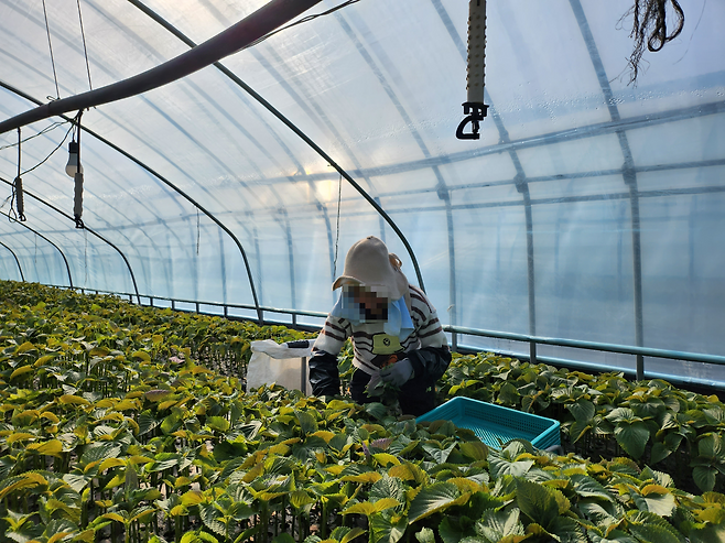 외국인 계절 근로자