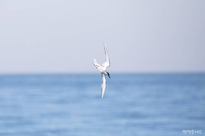 울산 앞바다에서 발견된 제비갈메기. 울산짹짹휴게소 제공