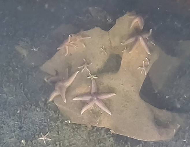 바다에 가라앉은 나치 미사일의 TNT 덩어리 위에서 불가사리가 발견됐다. AFP 연합뉴스