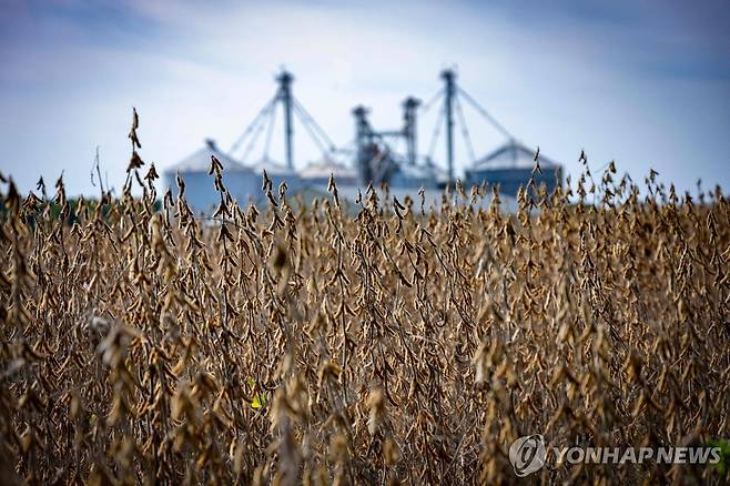 수확을 기다리는 미국 대두 지난 23일(현지시간) 미국 메릴랜드 주 록홀의 한 농장에서 수확이 임박한 대두 모습. [AFP=연합뉴스]