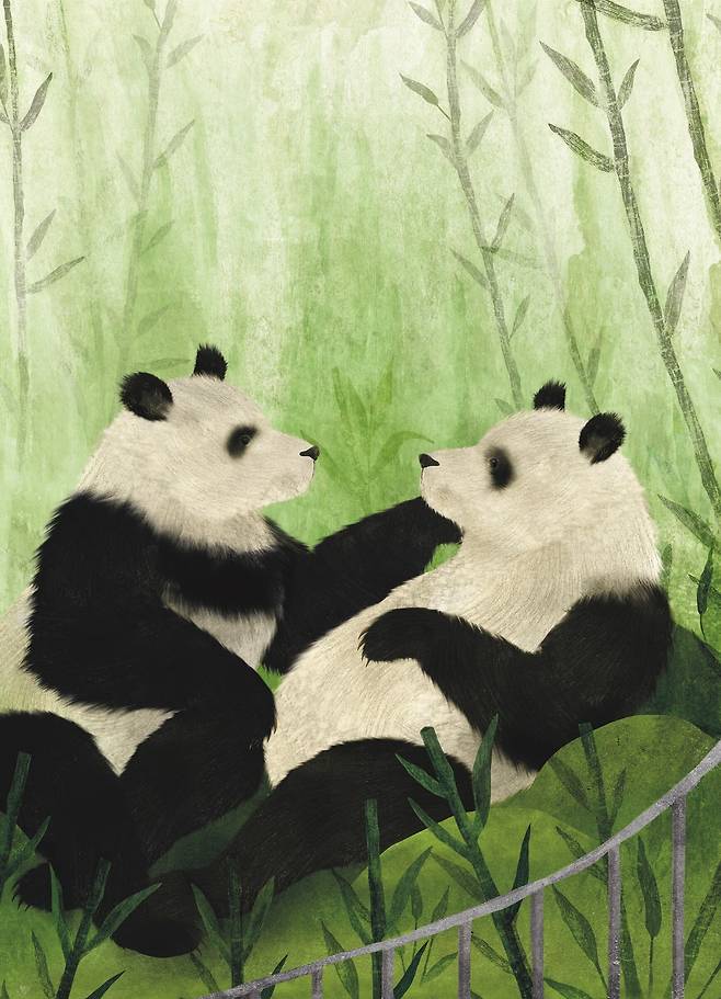 중국의 대왕판다. /원더박스