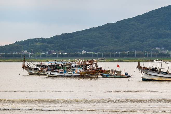 김포 전류리 포구 인근에서 조업하는 고깃배 모습. 전류리 포구는 서해로 나가는 마지막 길목이자 한국의 최북단·최전방 어장. /이건송 영상미디어 기자