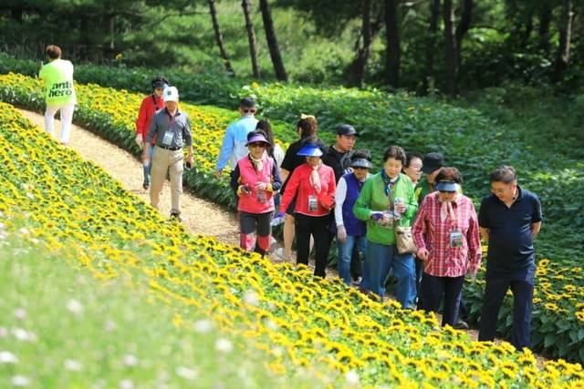 ▲ 인제 가을꽃축제가 개막해 첫날 방문객이 1만6000명을 돌파하며 흥행 기대감을 높였다. 27일 가을꽃축제장인 북면 용대관광지 일대에 수많은 관광객들이 몰려 성황을 이루고 있다. 인제군 제공