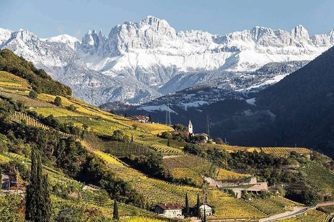 알토 아디제와 눈 덮인 알프스와 그 아래 펼쳐진 와이너리의 모습. [출처 미상]