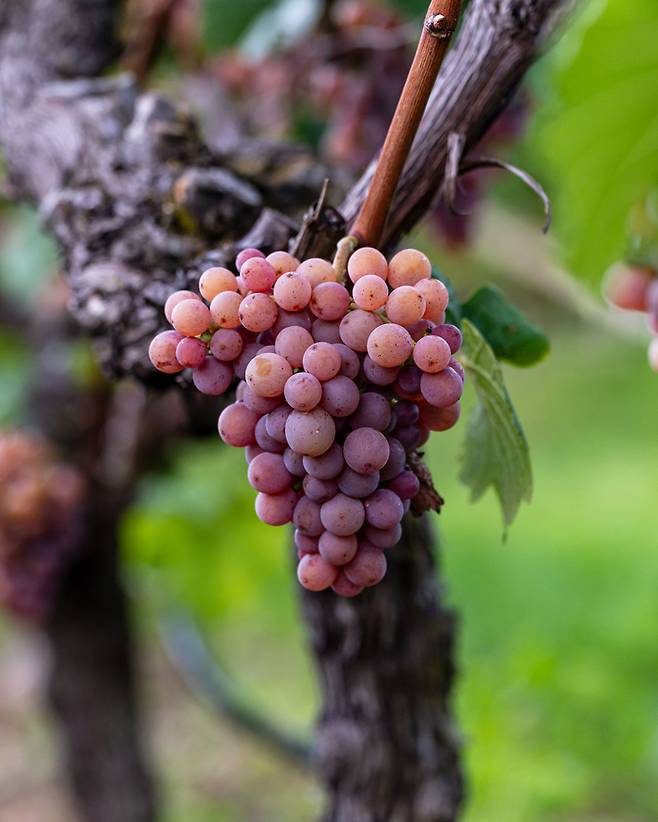 포도품종 중 하나인 게부르츠트라미너 과실의 모습. 손바닥보다 조금 큰 크기의 포도송이가 분홍빛으로 물들었다. 게부르츠트라미너는 청포도에서 시작해 익을수록 점차 분홍빛을 띈다. [사진=전형민 기자]