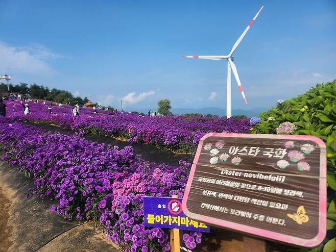 [거창=뉴시스]  27일 오전 7시 경남 거창군 감악산 별바람언덕 꽃별여행 축제애 많은 관광객들이 아스타 국화에 흠뻑 빠져 있다. 2025. 09. 27. shw1881@newsis.com *재판매 및 DB 금지