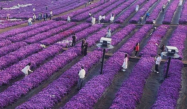 [거창=뉴시스]  27일 오전 7시 경남 거창군 감악산 별바람언덕 꽃별여행 축제애 많은 관광객들이 아스타 국화에 흠뻑 빠져 있다. 2025. 09. 27. shw1881@newsis.com *재판매 및 DB 금지