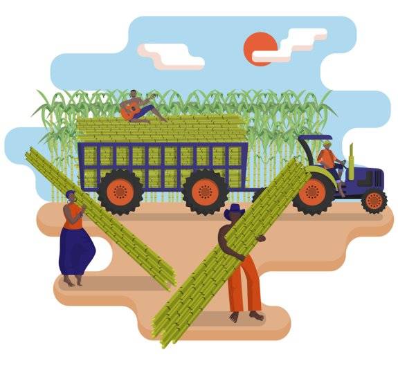 아난디 매니 영국 워릭대 교수 연구팀은 인도 농부들의 수확 전후 인지 능력 차이를 연구했다. GETTYIMAGES