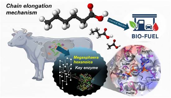 한국세라믹기술원 비롯한 국제 공동연구팀은 소의 위에서 발견한 미생물이 만들어내는 중쇄 유기산(5~8개 사이의 탄화수소와 1개의 카르복실산으로 구성된 화합물)을 석유계 연료로 전환시킬수 있는 원리를 밝혀냈다. 사진=한국세라믹기술원