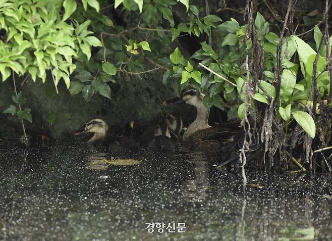 제주 제2공항 건설 예정 부지 일대에서 관찰된 흰뺨검둥오리 어미와 새끼. 흰뺨검둥오리는 예정 부지 일대에서 쉽게 관찰되는 종으로, 제주 제2공항 전략환경영향평가 결과 조류 충돌 위험이 가장 높은 종으로 나타났다. 생이친구 김예원 제공