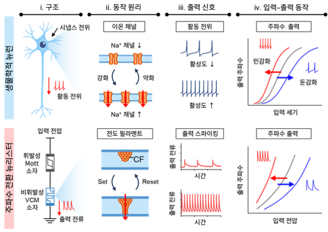 뉴런과 주파수 전환 뉴리스터 비교. 사진 제공=KAIST