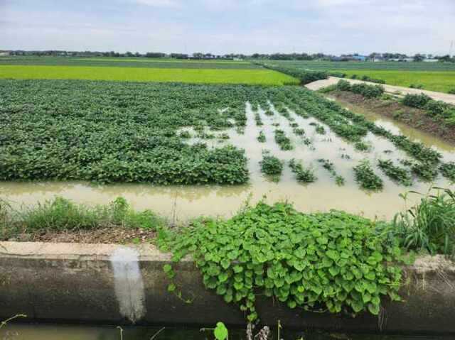 국내 최대 재배면적을 보유한 김제지역 논콩재배농가들이 지난 6∼7일 내린 집중호우로 큰 피해를 입었다. 사진은 부량면 신도리 소재 피해 현장. 김제시 제공