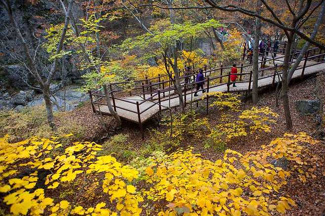 매력적인 산세만큼 가을이면 주왕산은 등산객들로 인산인해를 이룬다.