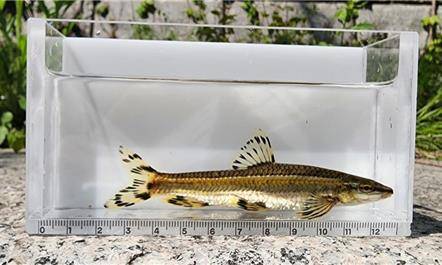 서울시설공단 조사 결과, 청계천에서 2급수 이상의 깨끗한 물에서만 서식하는 한국 고유의 민물고기 '쉬리'가 발견됐다. 사진 서울시