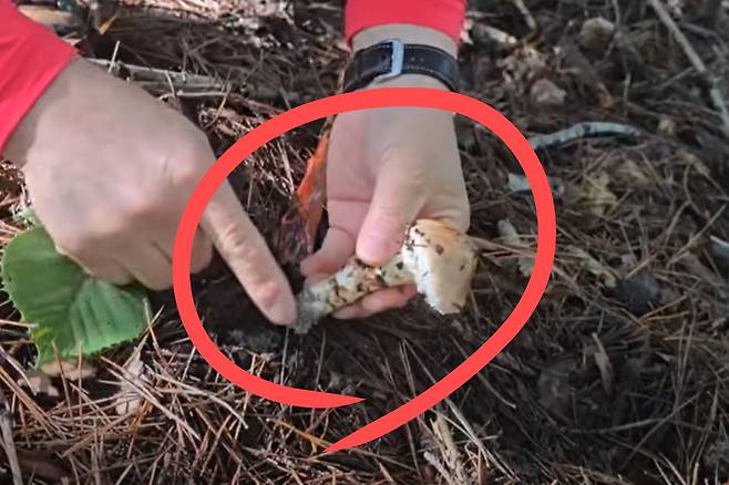 송이버섯.[유튜브 ‘산수갑산’ 채널 갈무리]